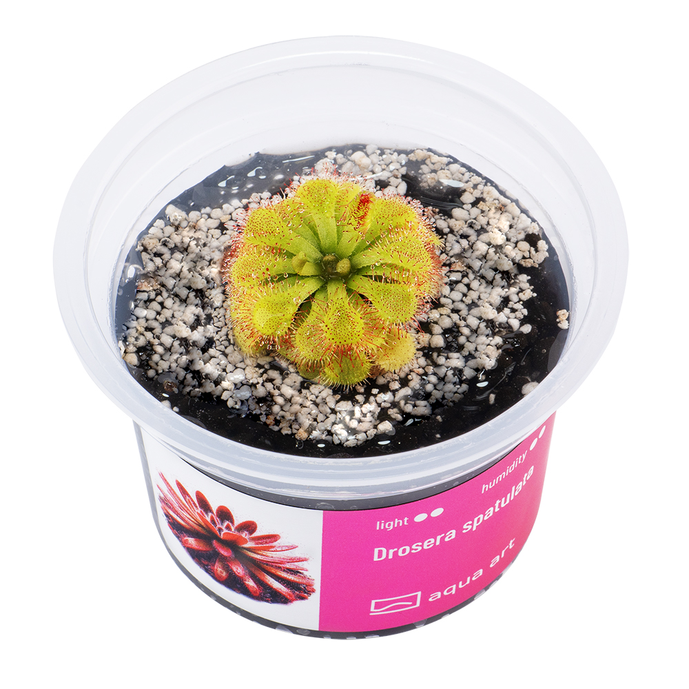 X3000 Drosera spatulata - top.jpg